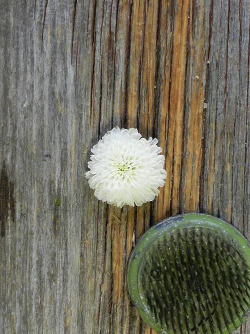 ZIP  WHITE POMPONS